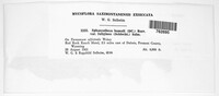 Podosphaera fuliginea image